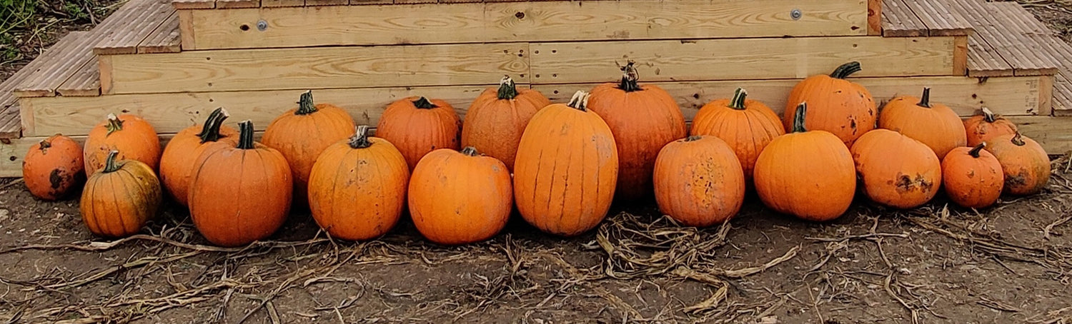 The Jack O’Lantern